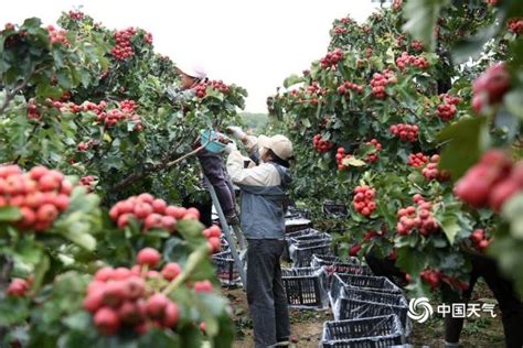 世界粮食日：金秋时节喜丰收 不负好“食”光新闻频道中华网