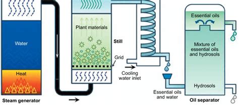 Essential Oil Conventional Steam Distillation Process Vaporized Download Scientific Diagram