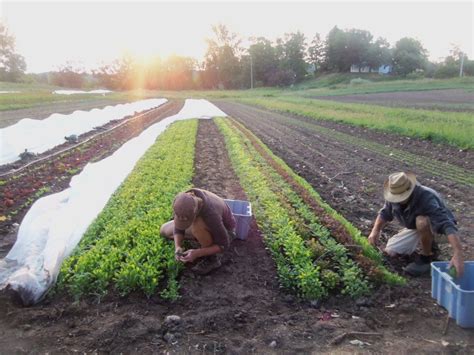 Internships At Bootstraps Organic Farm West Virginia Beginning Farmers