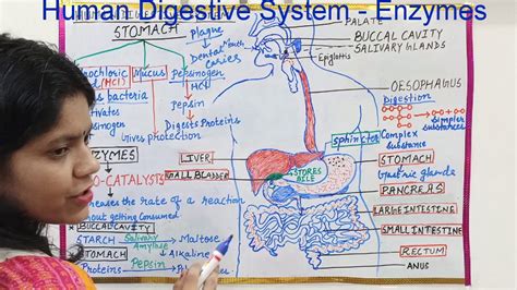 Human Digestive System Class X In Hindi Enzymes In Mouth And