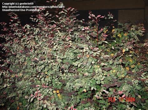 Plantfiles Pictures Breynia Species Snow Bush Snow On The Mountain