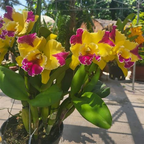 Thay Chậu Lan Thuần Than để Hay Bỏ Giá Thể Thay Chậu Lan Thuần Than