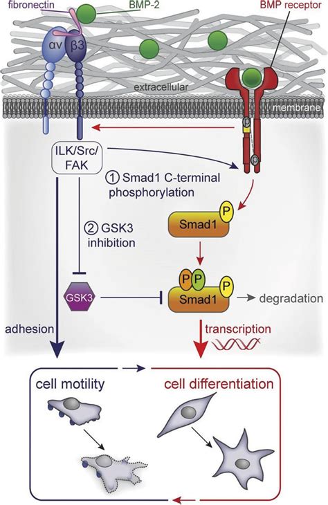 Schematic View Of Integrin And Bmp Signaling Cross Talk To