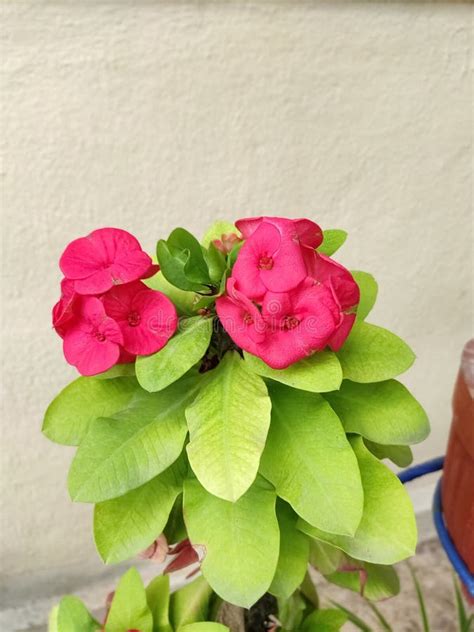 Crown of Thorns or Christ Thorns Flower Plant Stock Photo - Image of