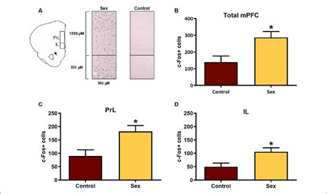 Female Sexual Behavior Activates The Medial Prefrontal Cortex Mpfc