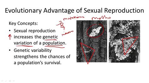 Evolutionary Advantage Of Sexual Reproduction Youtube