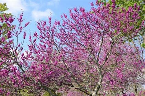 Nature Notes: Welcome March! – Nature for my Soul