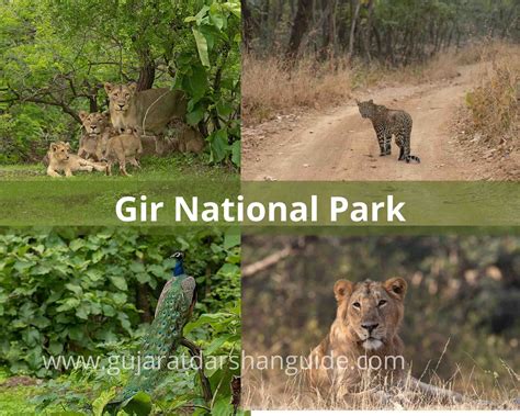 Gir National Park & Wildlife Sanctuary | Junagadh - Gujarat Darshan Guide