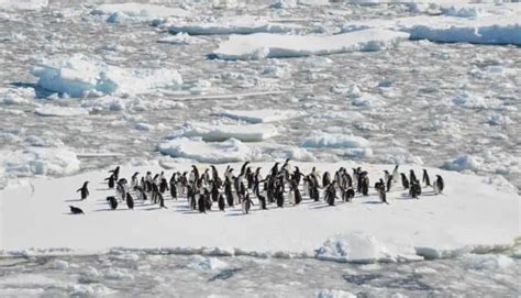 list  winter animals  examples  pictures wild explained