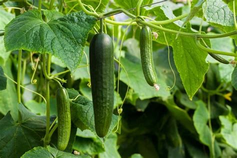 Como Plantar Pepino Japon S Em Vasos