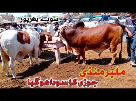 Malir Cow Mandi Latest Update 2 May 2023 Cow Mandi 2023 Malir Mandi