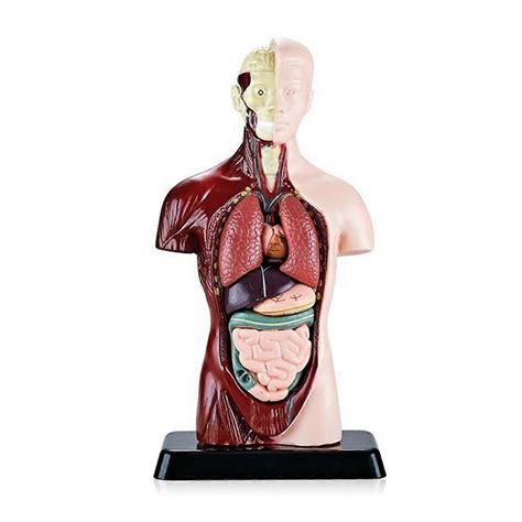 Educational Organ Anatomy Model For Biological Science Learning | Fruugo UK