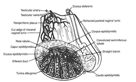 Male Horse Reproductive System Diagram