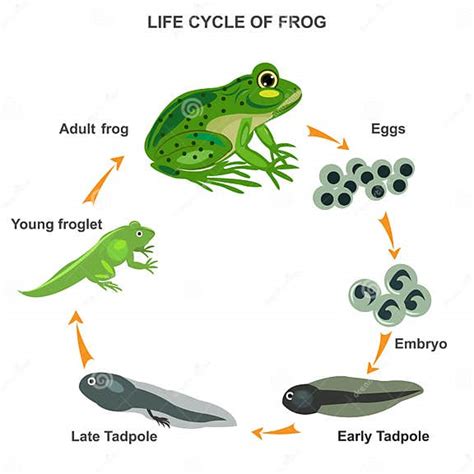 Life Cycle Of Frog Vector Illustration Stock Vector Illustration Of Character Lifecycle