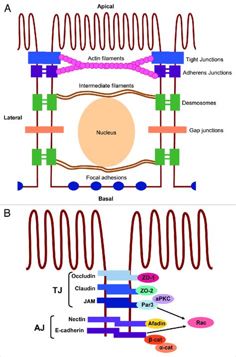 Schematic Representation Of Epithelial Cell Cell Adhesions A Typical