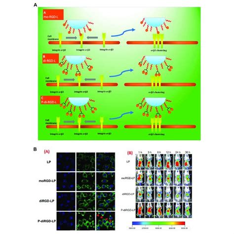 Continued Representation Of Integrin Targeted Liposomal Preparation