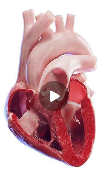 Sciepro On Instagram Explore The Beating Heart A Symphony Of