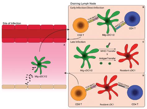 Model For Cd8 T Cell Priming By Resident Classical Cd8α Dendritic