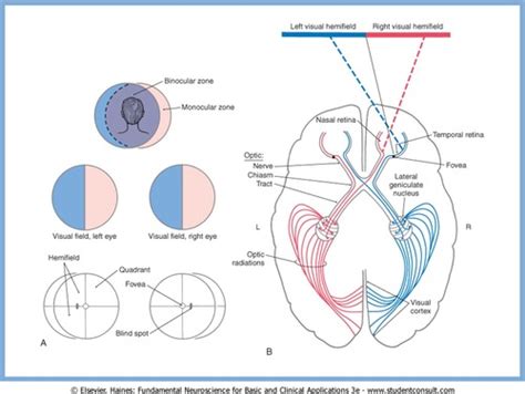 Lecture 25 Visual Pathways Flashcards Quizlet