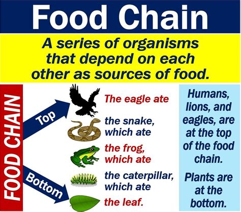 Food Chain Examples