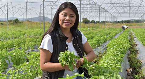 México mil mujeres en 100 cooperativas michoacanas fomentan la