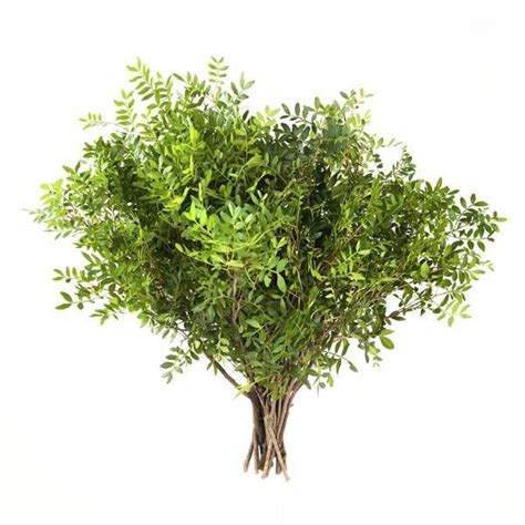 фисташка зелень - Поиск в Google | Herbs, Salal, Flowers