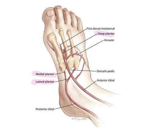 Lower Arterial Anatomy Flashcards Quizlet Hot Sex Picture