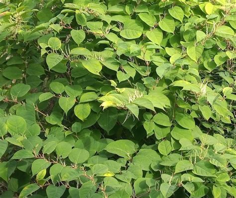 The Role Of Japanese Knotweed In Biodiversity Conservation And Habitat