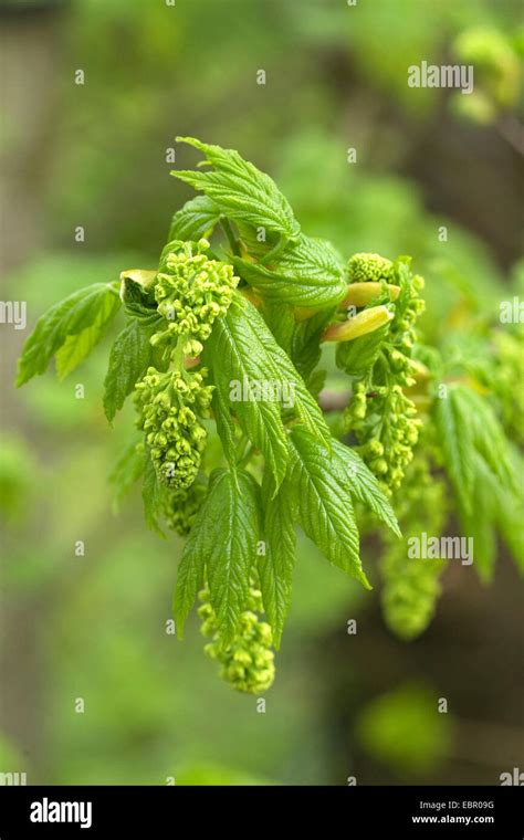 Sycamore Maple Great Maple Acer Pseudoplatanus Developing