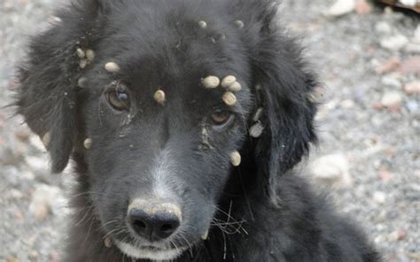 Infestaci N De Garrapatas En Perros Callejeros De Hermosillo El Sol