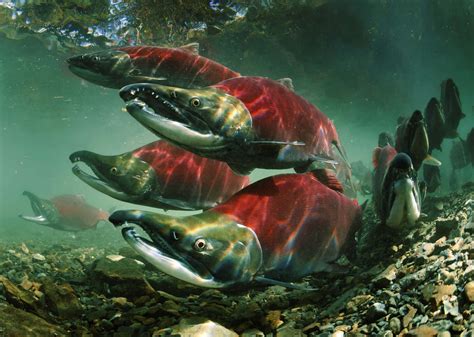 Download Sockeye Salmon Spawning Underwater Wallpaper