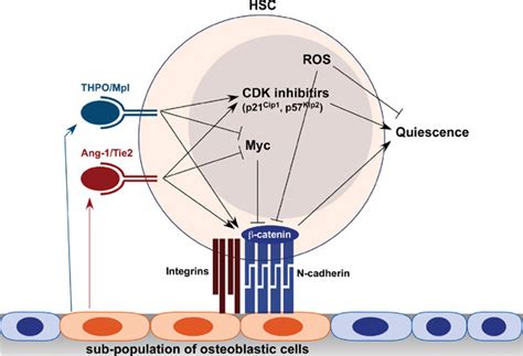 Figure Role Of The Osteoblastic Niche In The Regulation Of Hsc