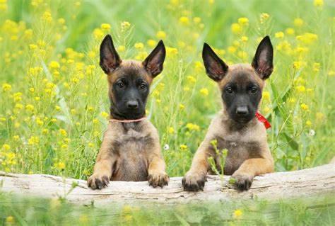 Belgian Malinois Info Personality Facts And More Great Pet Care