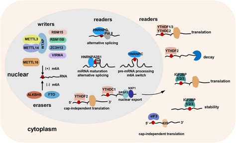 The “writers ” “erasers ” And “readers” Of M6a Rna Modification Download Scientific Diagram