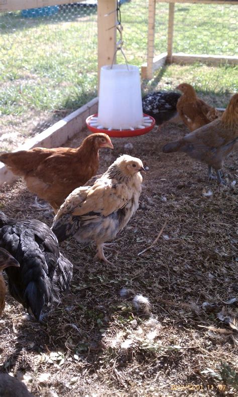 Buff Brahma Backyard Chickens Learn How To Raise Chickens