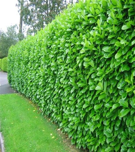 12 Garden Hedge Plants For Privacy