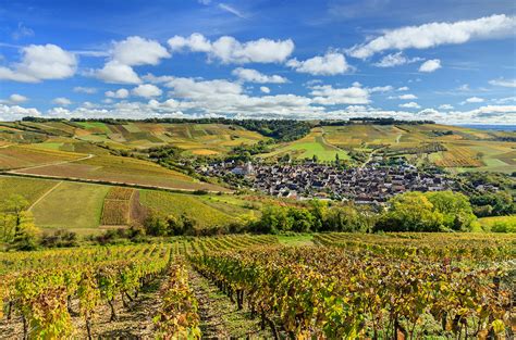 Irancy: regional profile plus 20 wines to try - Decanter