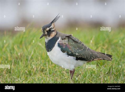 Northern Lapwing At Elmley Nature Reserve Stock Photo Alamy