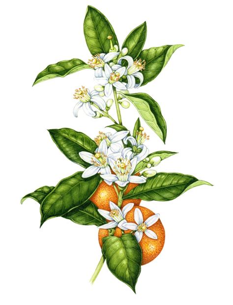 Botanical Illustration By Lizzie Harper Of Sweet Orange Citrus Sinensis