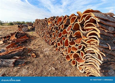 Harvested Cork Oak Bark From The Trunk Of Cork Oak Tree Quercus Suber For Industrial Production ...