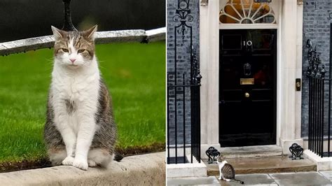 Larry The Cat The United Kingdom S Chief Mouser Outlasts Five Prime