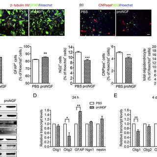 Schematic Representation Of Nerve Growth Factor NGF Induced