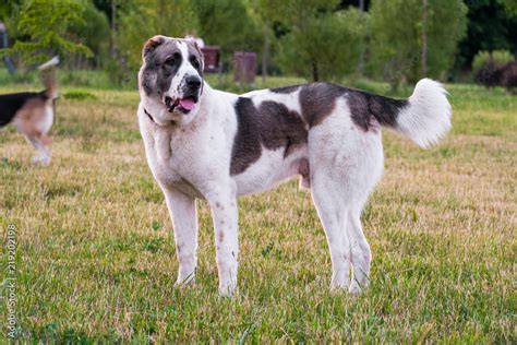 Central Asian Shepherd Dog Or Alabai Is An Ancient Breed Of Dog From