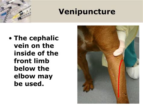 Ppt Canine Injection Techniques Powerpoint Presentation Free