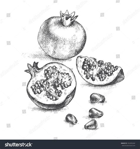 Hand Drawing Pomegranate Cut Pomegranate Pomegranate Stock Vector ...