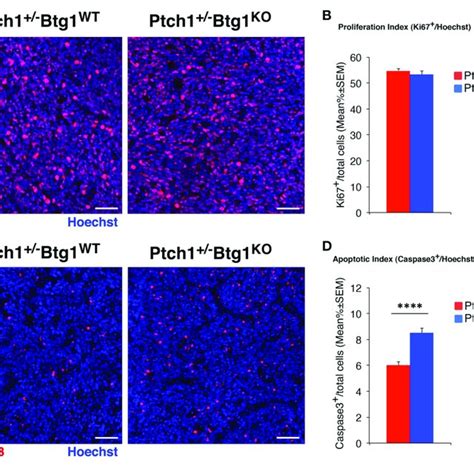 Ablation Of B Cell Translocation Gene Btg In Patched