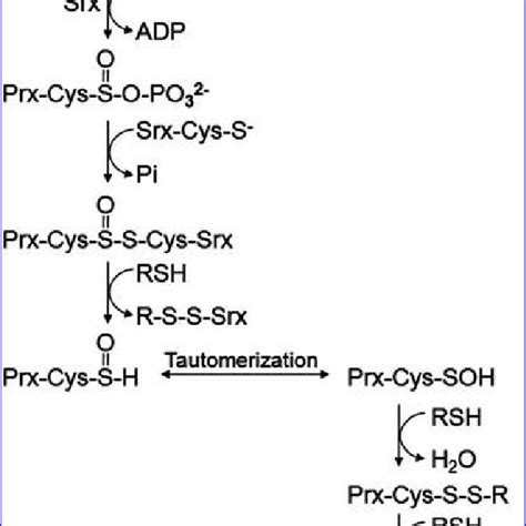 Reaction Mechanisms Of Peroxiredoxin Prx Enzymes Peroxidase Reaction