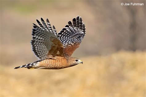 Red Shouldered Hawk Joe Fuhrman Photography