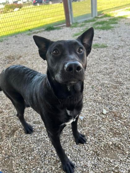 Fort Worth Tx Border Collie Meet Brianna A Pet For Adoption