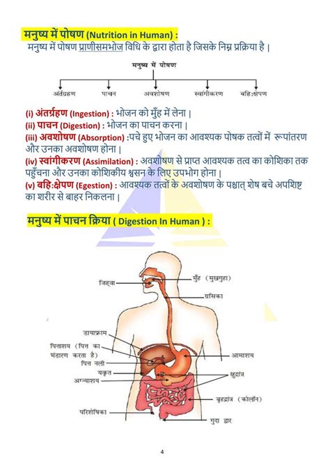 Ingestion digestion absorption assimilation egestion